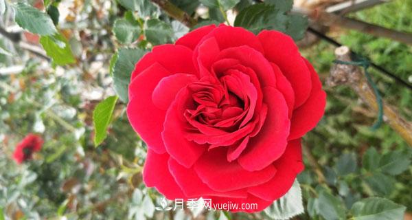 地被月季有哪些品種？紅色、黃色、白色、藍色？(圖3)