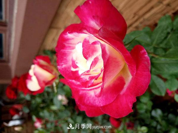 地被月季有哪些品種？紅色、黃色、白色、藍色？(圖4)