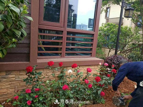 地被月季有哪些品種？紅色、黃色、白色、藍色？(圖8)