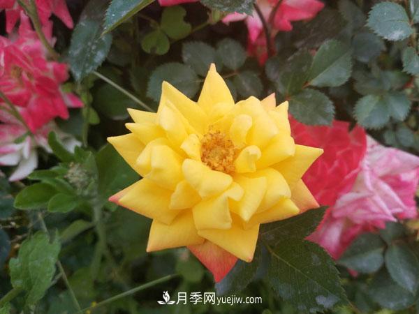 地被月季有哪些品種？紅色、黃色、白色、藍色？(圖6)
