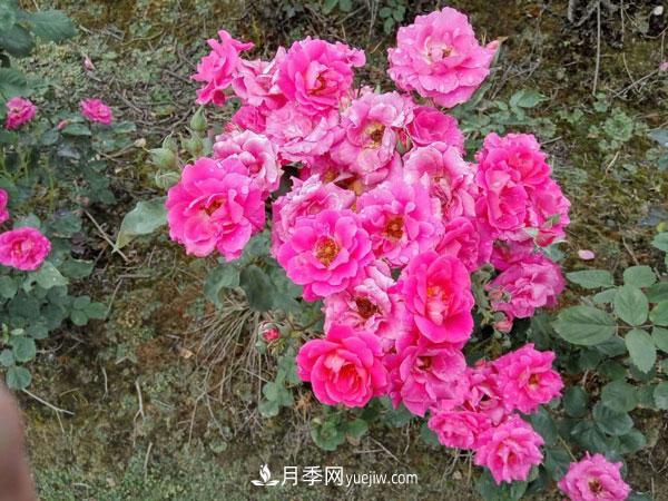地被月季有哪些品種？紅色、黃色、白色、藍色？(圖7)