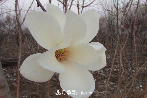 廣玉蘭和白玉蘭的區(qū)別，不同與相同之處(圖1)