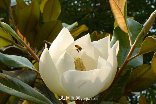 廣玉蘭和白玉蘭的區(qū)別，不同與相同之處(圖2)