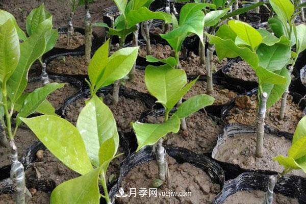 廣玉蘭和白玉蘭的區(qū)別，不同與相同之處(圖5)