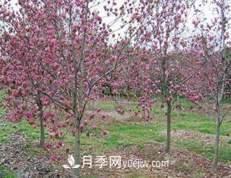 冬季種植綠化苗木養(yǎng)護知識(圖1)