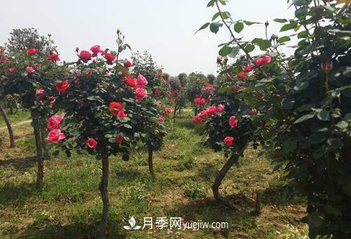 移栽苗木澆水的四大原則運(yùn)用(圖1)