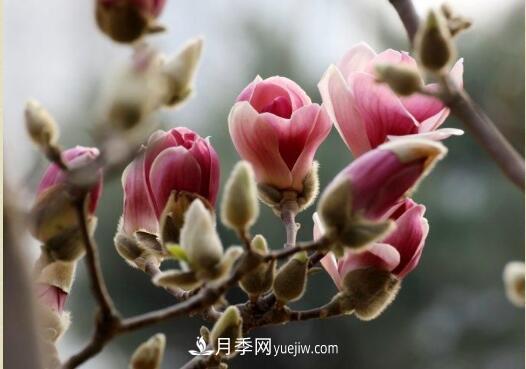 辛夷始花望春來 玉蘭之鄉(xiāng)看南陽(yáng)(圖1)