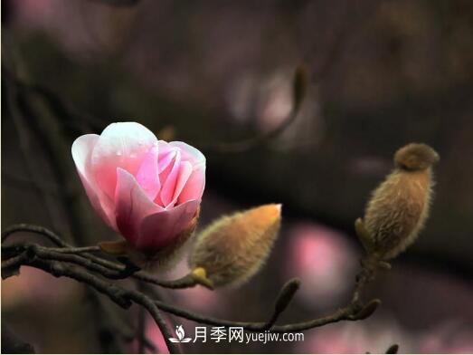 辛夷始花望春來 玉蘭之鄉(xiāng)看南陽(yáng)(圖2)