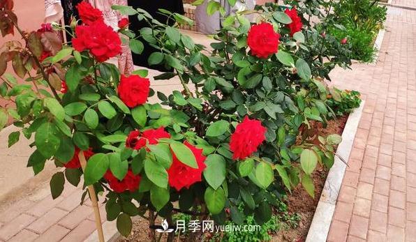 盆栽月季和地栽月季相比，哪種種植方式更耐旱？(圖2)