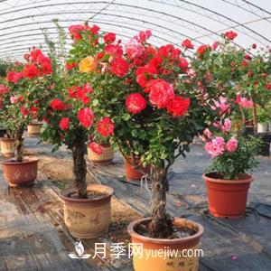養(yǎng)月季不僅要學(xué)會防病蟲災(zāi)，還需要把握修剪的技能(圖1)