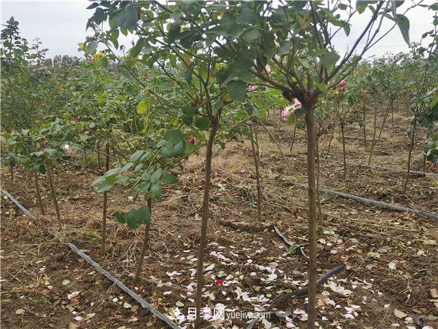 小高桿月季樹，小青桿月季批發(fā)(圖3)