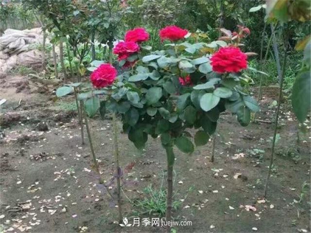小高桿月季樹，小青桿月季批發(fā)(圖5)