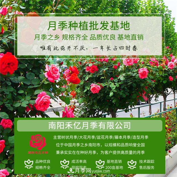 批發(fā)南陽月季，就選擇南陽禾億月季基地，放心(圖1)