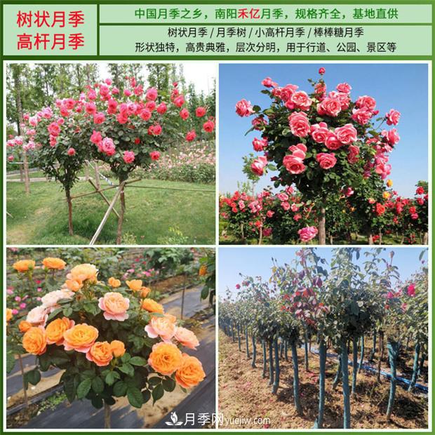 批發(fā)南陽月季，就選擇南陽禾億月季基地，放心(圖2)