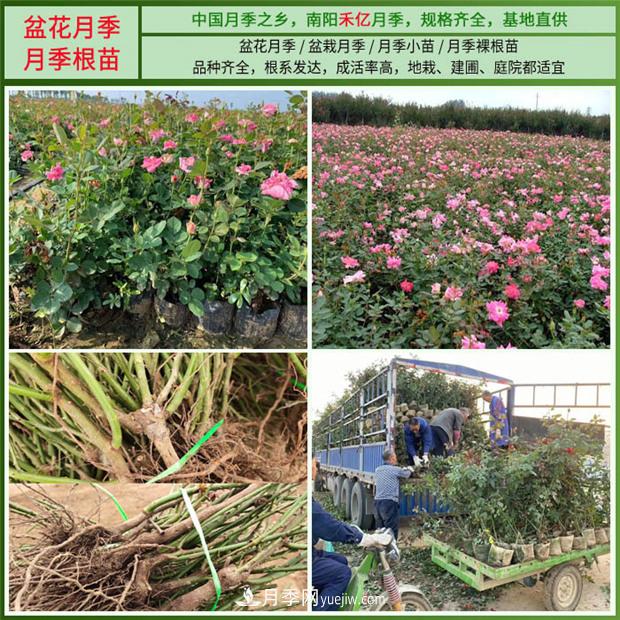 批發(fā)南陽月季，就選擇南陽禾億月季基地，放心(圖5)