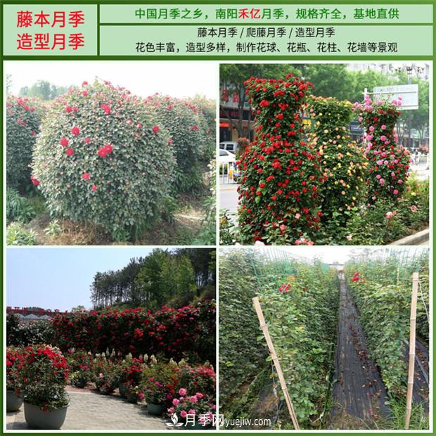 批發(fā)南陽月季，就選擇南陽禾億月季基地，放心(圖4)