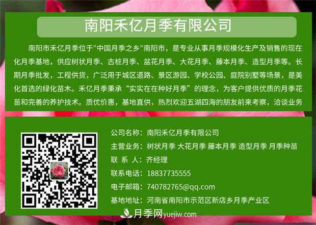 批發(fā)南陽月季，就選擇南陽禾億月季基地，放心(圖6)