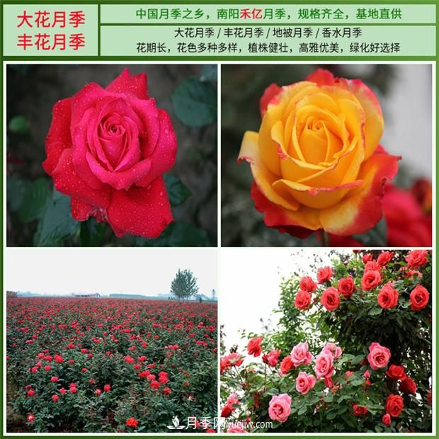 批發(fā)南陽月季，就選擇南陽禾億月季基地，放心(圖3)