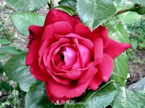 玫瑰國(guó)度，來自法國(guó)戴爾巴德的華麗浪漫月季(圖1)