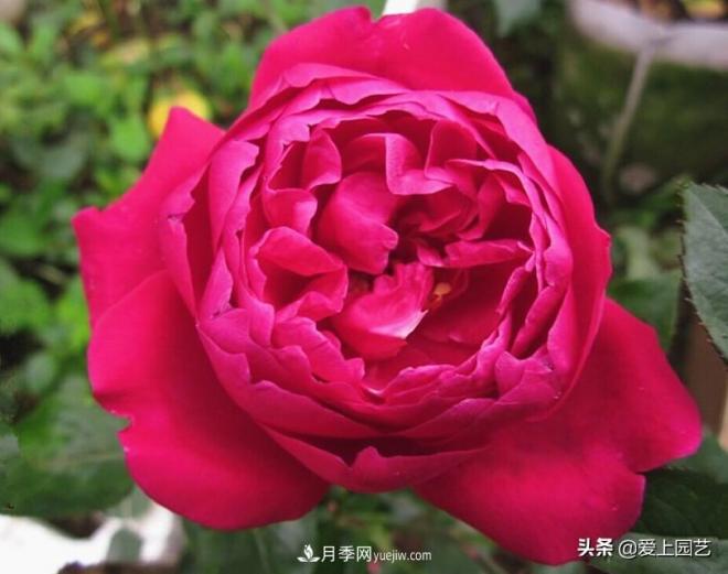4種款又香又美，還好吃的月季花品種(圖1)