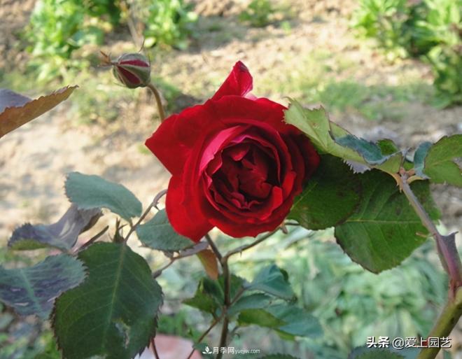 4種款又香又美，還好吃的月季花品種(圖4)