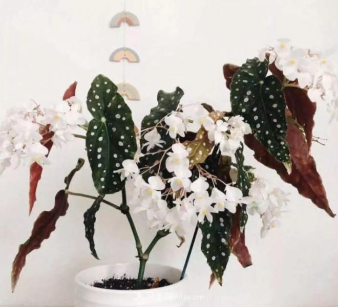網(wǎng)紅花卉之鱒魚秋海棠，葉奇花美，如何進行日常養(yǎng)護(圖2)