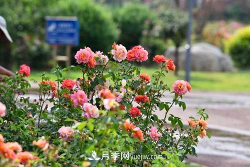 200多種月季花，花卉新品種豐富壽光城市園林色彩(圖1)