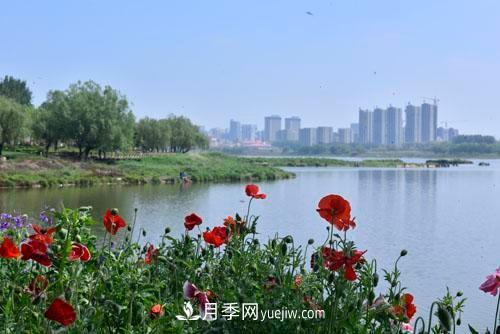 200多種月季花，花卉新品種豐富壽光城市園林色彩(圖2)