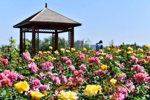 200多種月季花，花卉新品種豐富壽光城市園林色彩(圖3)