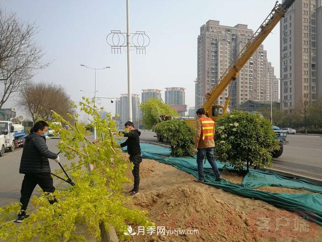 新鄉(xiāng)道路綠化升級(jí)喜現(xiàn)彩色樹，樹狀月季來了(圖1)