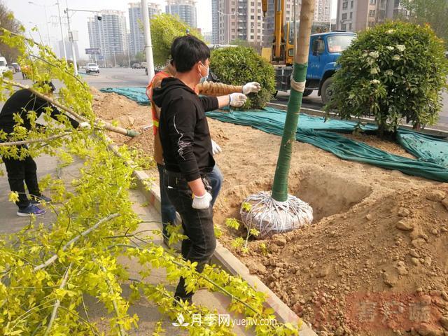 新鄉(xiāng)道路綠化升級(jí)喜現(xiàn)彩色樹，樹狀月季來了(圖2)