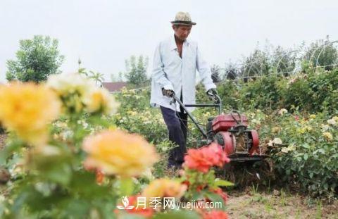 開(kāi)封尉氏十八里鎮(zhèn)：月季花開(kāi)滿園香 帶貧增收顯成效(圖2)