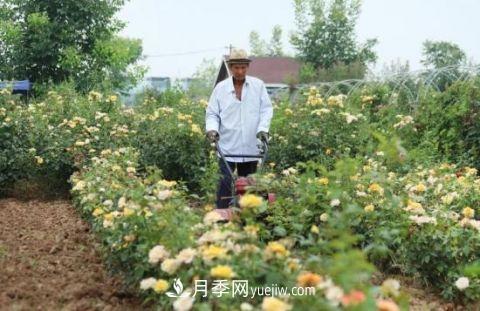 開(kāi)封尉氏十八里鎮(zhèn)：月季花開(kāi)滿園香 帶貧增收顯成效(圖1)