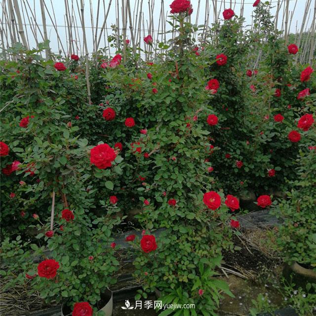 月季老化了，有什么處理方法(圖1)