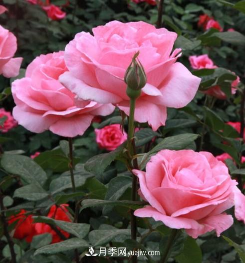 陽臺養(yǎng)殖盆栽月季的方法和注意事項！(圖3)