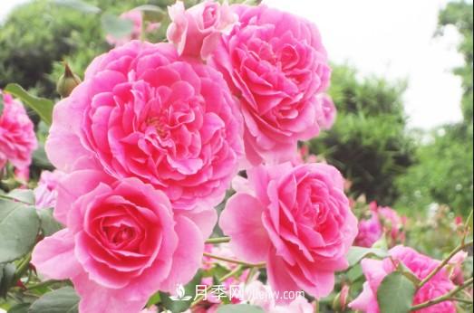 陽臺養(yǎng)殖盆栽月季的方法和注意事項！(圖2)