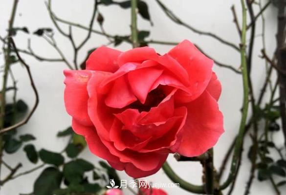 連云港市海州街道，月季好比臘梅花(圖1)