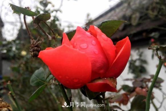連云港市海州街道，月季好比臘梅花(圖2)