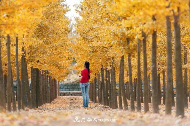 2021綠化苗木行業(yè)兩極分化加劇 你是哪一級？(圖1)