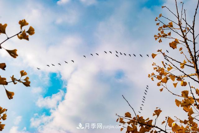 2021綠化苗木行業(yè)兩極分化加劇 你是哪一級？(圖2)