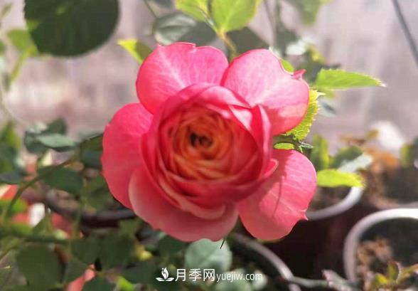 陽臺(tái)上的浪漫比克和冥王星(圖1)