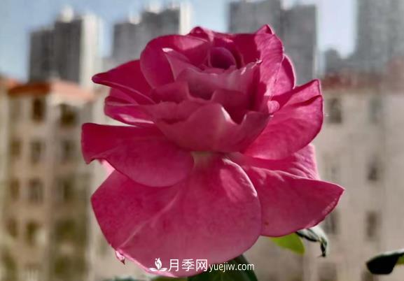 陽臺(tái)上的浪漫比克和冥王星(圖2)