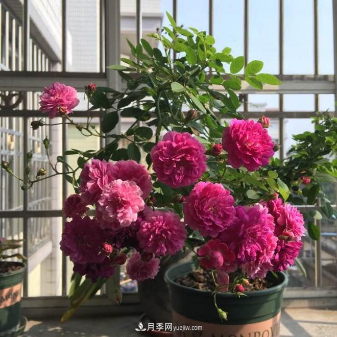 甜蜜馬車月季，花朵又美又香，四季持續(xù)開花，值得擁有(圖2)