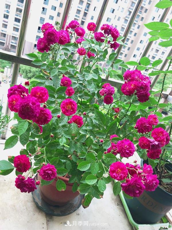 甜蜜馬車月季，花朵又美又香，四季持續(xù)開花，值得擁有(圖4)