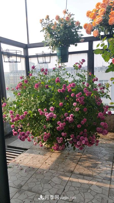 甜蜜馬車月季，花朵又美又香，四季持續(xù)開花，值得擁有(圖3)