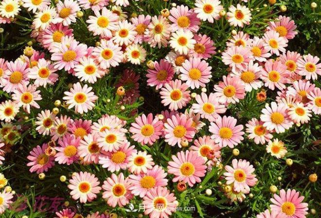瑪格麗特花能活幾年？怎么買一棵活百年？(圖1)