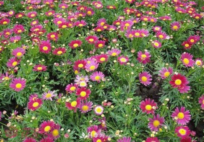 瑪格麗特花能活幾年？怎么買一棵活百年？(圖2)