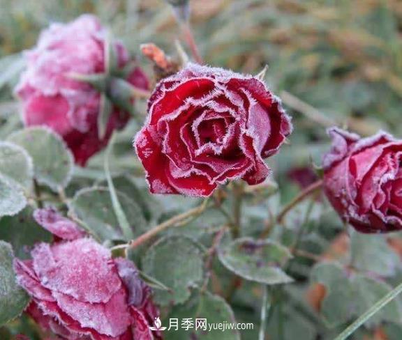 盆栽月季花冬季管理必知，修剪、防凍、防風(fēng)(圖1)
