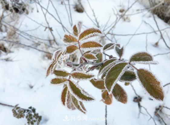 盆栽月季花冬季管理必知，修剪、防凍、防風(fēng)(圖2)
