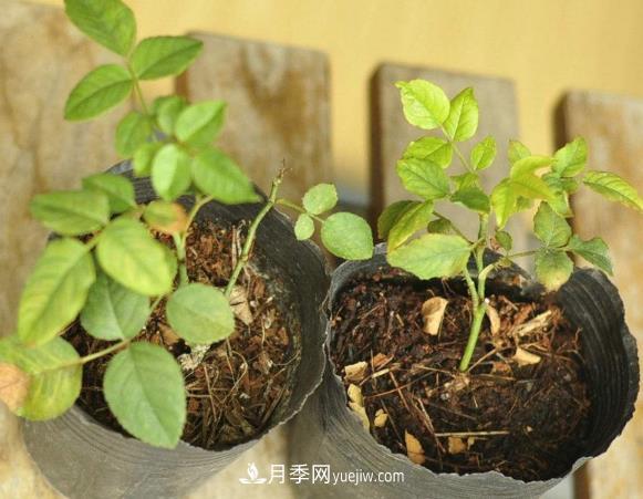 月季牙簽苗如何養(yǎng)壯？七招教你種出健康月季花(圖1)
